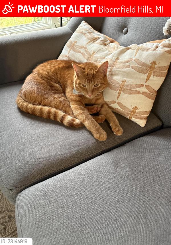 Lost Male Cat last seen Stoneleigh and Oakleigh NW of Lahser & Lone Pine, Bloomfield Hills, MI 48302