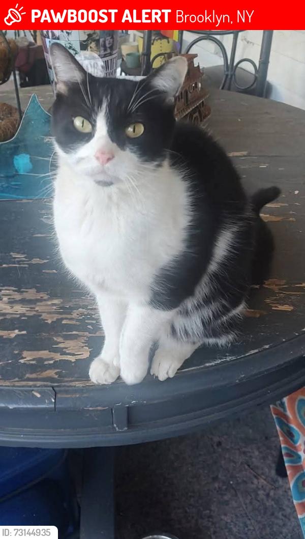 Lost Male Cat last seen Between 4th and 5th Ave in Bay Ridge, Brooklyn, NY 11209