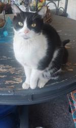 Lost Male Cat last seen Between 4th and 5th Ave in Bay Ridge, Brooklyn, NY 11209