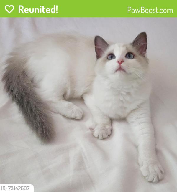 Reunited Female Cat last seen NW 18th and Hoyt, Portland, OR 97209