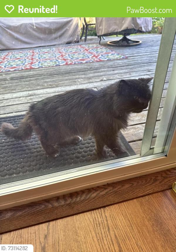 Reunited Unknown Cat last seen Jurgans and Ladd ct, Tualatin, OR 97062