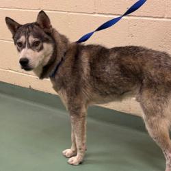 Shelter Stray Male Dog last seen , 2350 Appling City Cove, Memphis, TN 38133, USA