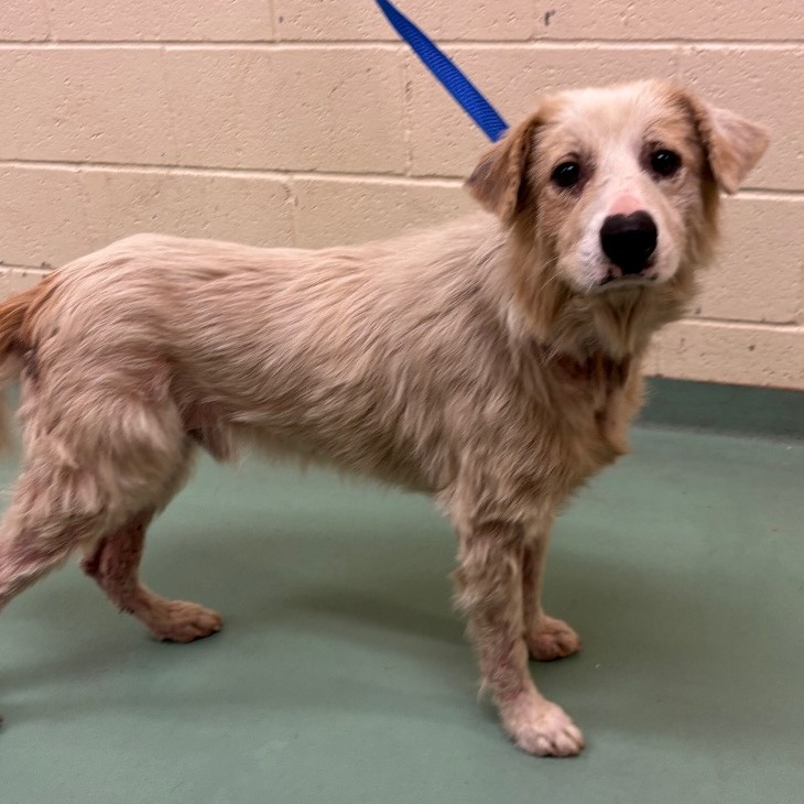 Shelter Stray Male Dog last seen , 2350 Appling City Cove, Memphis, TN 38133, USA
