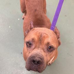 Shelter Stray Male Dog last seen , 2350 Appling City Cove, Memphis, TN 38133, USA