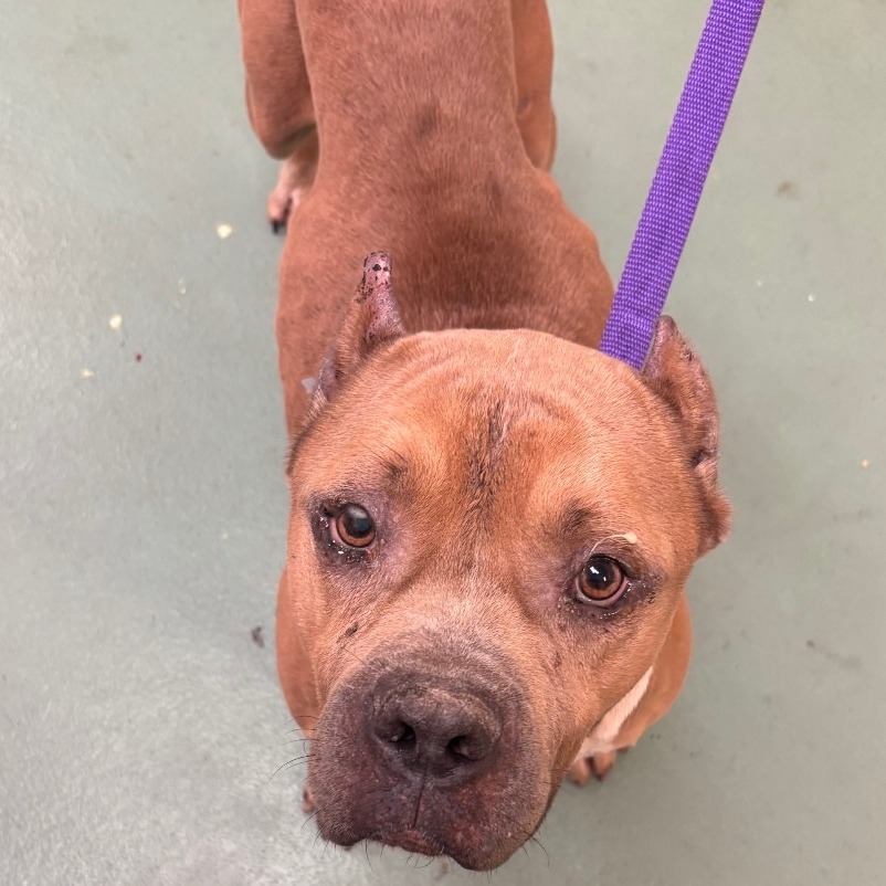 Shelter Stray Male Dog last seen , 2350 Appling City Cove, Memphis, TN 38133, USA