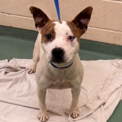 Shelter Stray Female Dog last seen , 2350 Appling City Cove, Memphis, TN 38133, USA