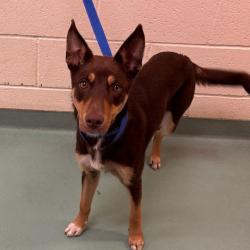 Shelter Stray Female Dog last seen , 2350 Appling City Cove, Memphis, TN 38133, USA