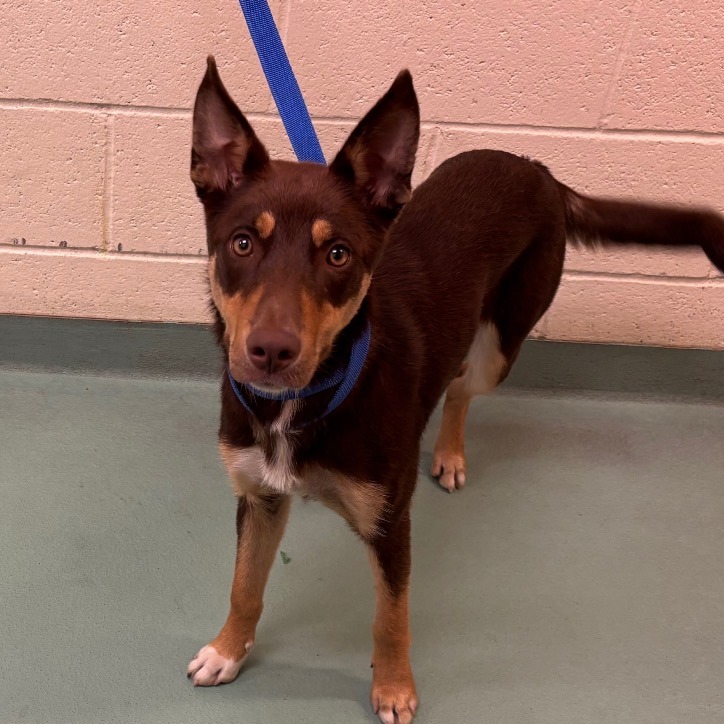 Shelter Stray Female Dog last seen , 2350 Appling City Cove, Memphis, TN 38133, USA