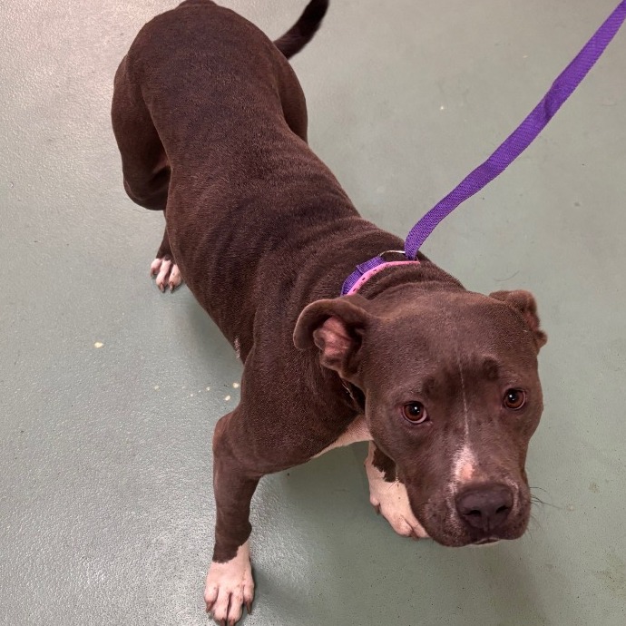 Shelter Stray Female Dog last seen , 2350 Appling City Cove, Memphis, TN 38133, USA