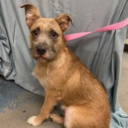 Shelter Stray Female Dog last seen , 2350 Appling City Cove, Memphis, TN 38133, USA