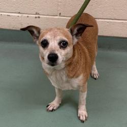 Shelter Stray Female Dog last seen , 2350 Appling City Cove, Memphis, TN 38133, USA