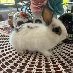 Shelter Stray Female Rabbit last seen , 361 S Raymond Ave, Pasadena, CA 91105, USA