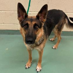 Shelter Stray Female Dog last seen , 2350 Appling City Cove, Memphis, TN 38133, USA