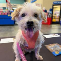 Shelter Stray Male Dog last seen , 361 S Raymond Ave, Pasadena, CA 91105, USA