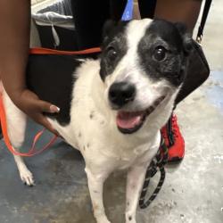 Shelter Stray Male Dog last seen , 2350 Appling City Cove, Memphis, TN 38133, USA