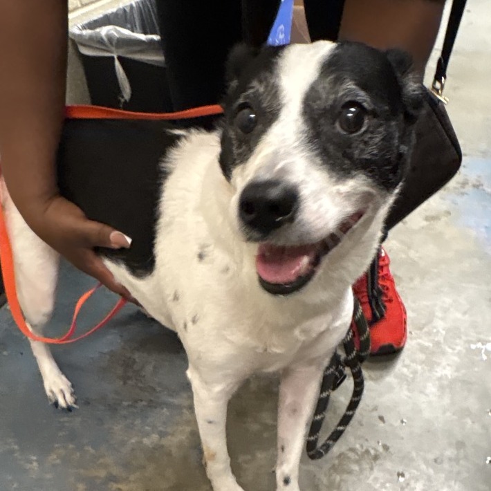 Shelter Stray Male Dog last seen , 2350 Appling City Cove, Memphis, TN 38133, USA