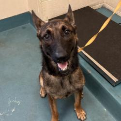 Shelter Stray Male Dog last seen , 2350 Appling City Cove, Memphis, TN 38133, USA