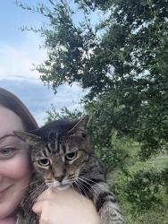 Reunited Female Cat last seen Merchants Way & Crosshill Blvd, Near Oakleaf Towncenter, Jacksonville, FL 32222