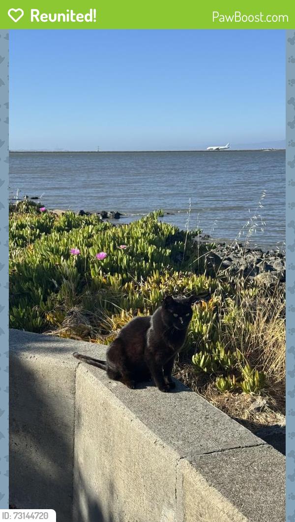 Reunited Unknown Cat last seen Down the walk from Benihana, Burlingame, CA 94010