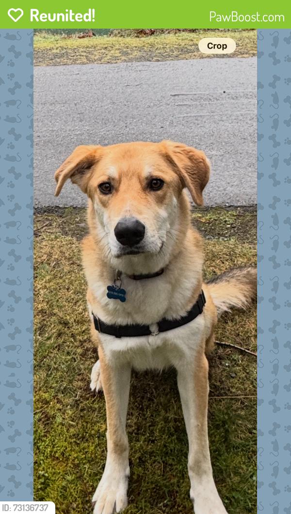 Reunited Male Dog last seen Near E Green Lake Way N, Seattle, WA 98115