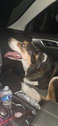 Reunited Female Dog last seen 134th and Western, Oklahoma City, OK 73170