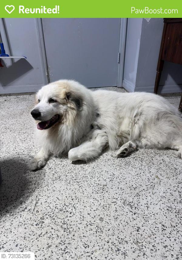 Reunited Male Dog last seen Grotto, Port St. Lucie, FL 34953