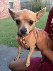 Found/Stray Male Dog last seen Skye ridge drive Norman ok, Norman, OK 73069
