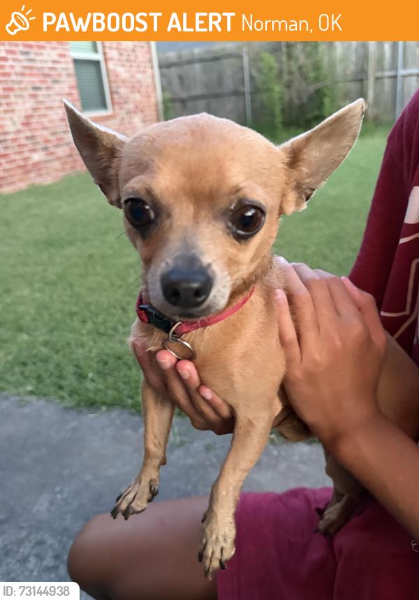 Found/Stray Male Dog last seen Skye ridge drive Norman ok, Norman, OK 73069