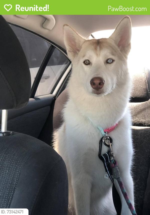 Reunited Female Dog last seen 111th and Compton Ave, Los Angeles, CA 90059