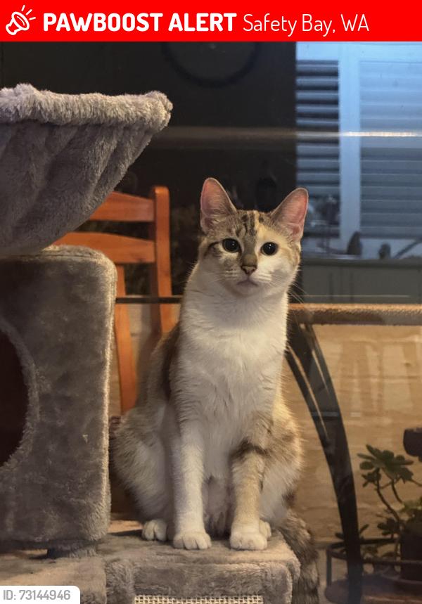 Lost Female Cat last seen Near safetybay building, Safety Bay, WA 6169