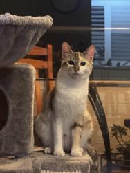 Lost Female Cat last seen Near safetybay building, Safety Bay, WA 6169