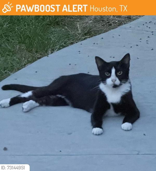 Found/Stray Female Cat last seen North Main - Greater heights, Houston, TX 77009