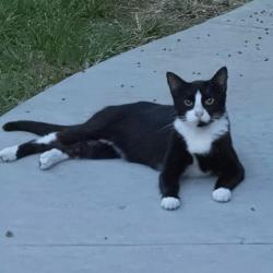 Found/Stray Female Cat last seen North Main - Greater heights, Houston, TX 77009