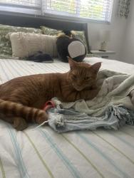 Lost Male Cat last seen Vista park and sea tower apmts, Fort Lauderdale, FL 33308