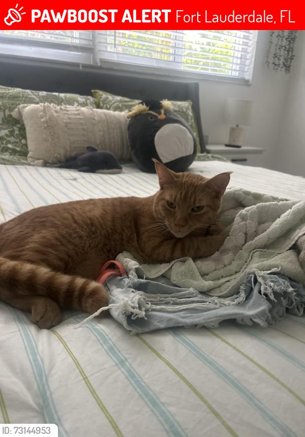 Lost Male Cat last seen Vista park and sea tower apmts, Fort Lauderdale, FL 33308