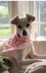 Reunited Female Dog last seen Old Holly springs Rd and New Hill Road, Holly Springs, NC 27540