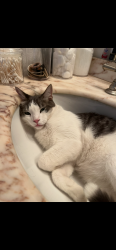 Lost Male Cat last seen Dana Ave. & 68th top of head & ears, Jurupa Valley, CA 91752