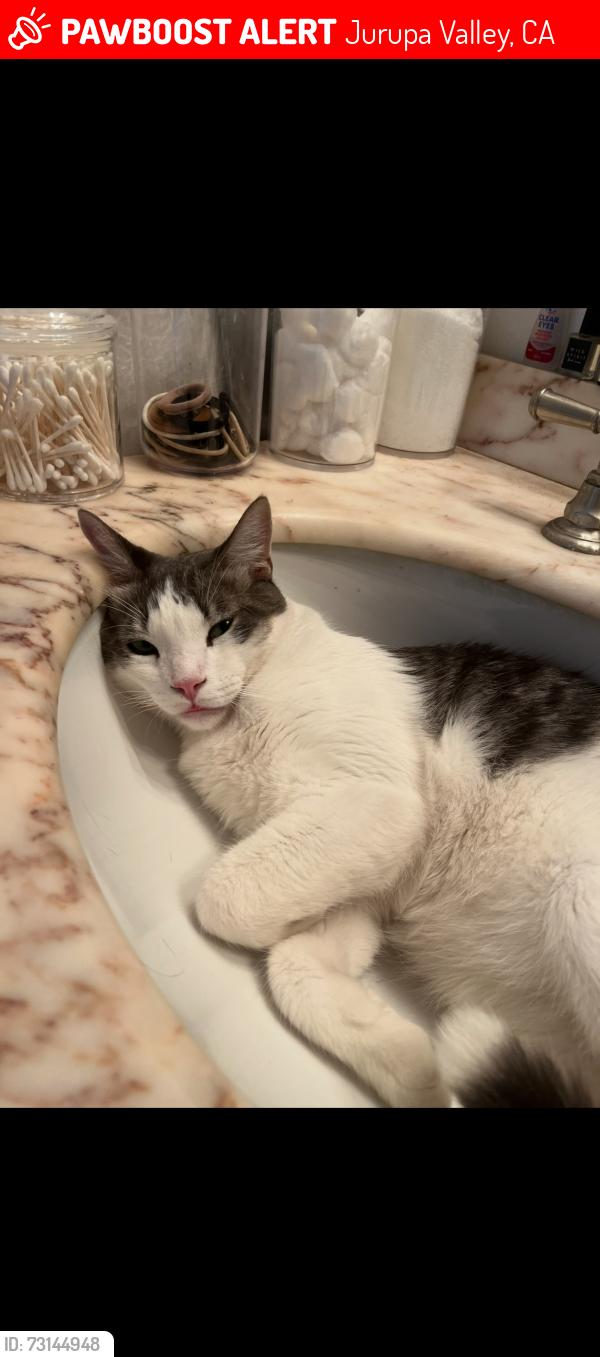Lost Male Cat last seen Dana Ave. & 68th top of head & ears, Jurupa Valley, CA 91752