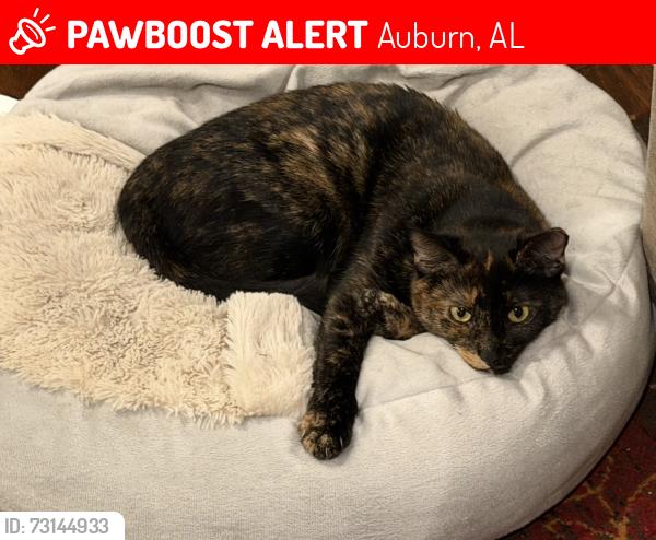 Lost Female Cat last seen Monroe drive off Richland Road. Seen also at Dunkirk Circle, Auburn, AL 36832