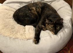 Lost Female Cat last seen Monroe drive off Richland Road. Seen also at Dunkirk Circle, Auburn, AL 36832