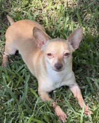 Lost Male Dog last seen Field behind russel feed, Granbury, TX 76049