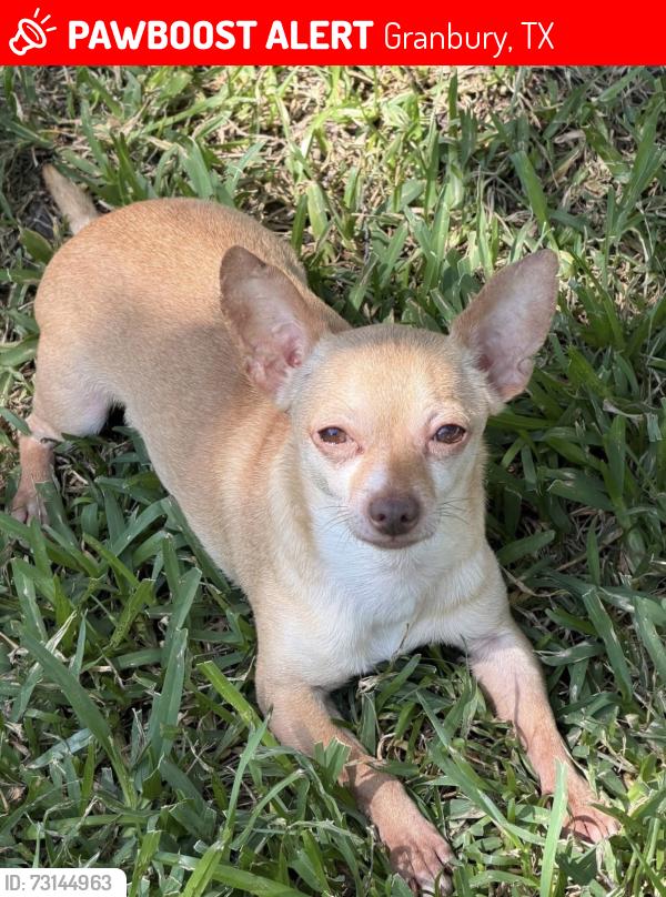 Lost Male Dog last seen Field behind russel feed, Granbury, TX 76049