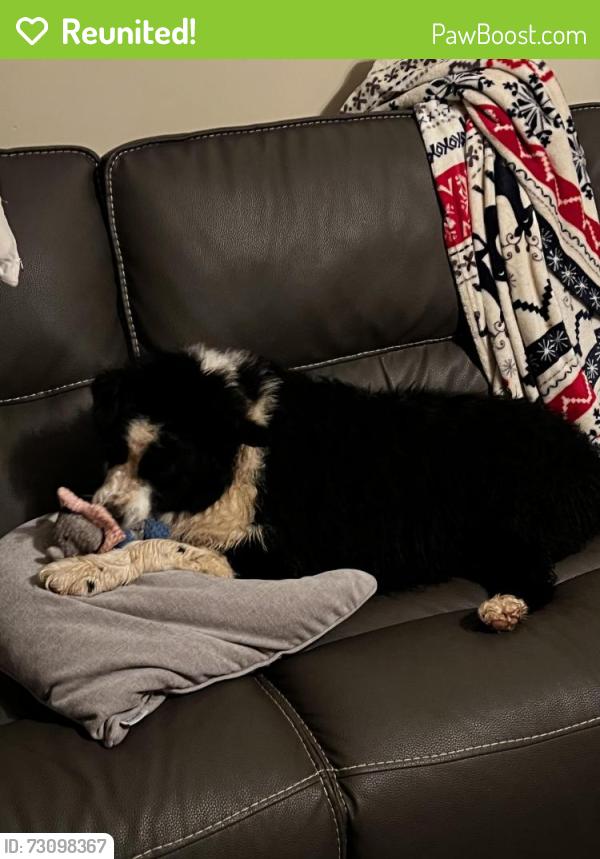 Reunited Female Dog last seen Last AirTag location was at 2261 NC-126, Morganton, NC 28655
