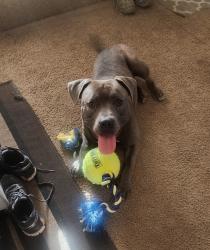 Lost Male Dog last seen Atlantic City Ave. And N 16th St., Grover Beach, CA 93433