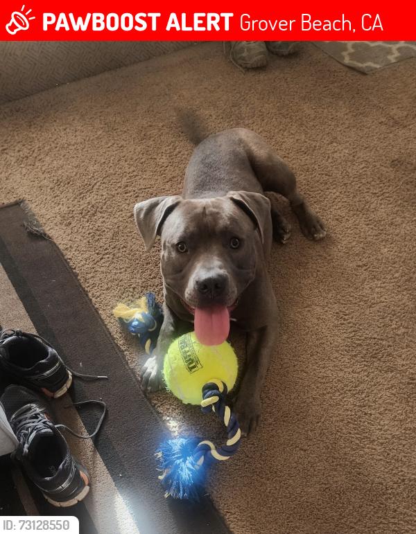 Lost Male Dog last seen Atlantic City Ave. And N 16th St., Grover Beach, CA 93433