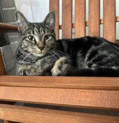 Reunited Male Cat last seen Chapelway off Route 84, Mentor, OH 44060