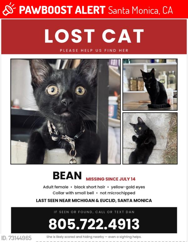 Lost Female Cat last seen Euclid & Michigan, Santa Monica, CA 90404
