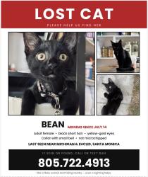Lost Female Cat last seen Euclid & Michigan, Santa Monica, CA 90404