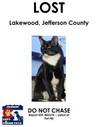 Lost Male Cat last seen Wadsworth Jewell, Lakewood, CO 80232