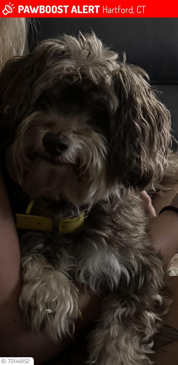 Lost Male Dog last seen Vine st, Hartford, CT 06112